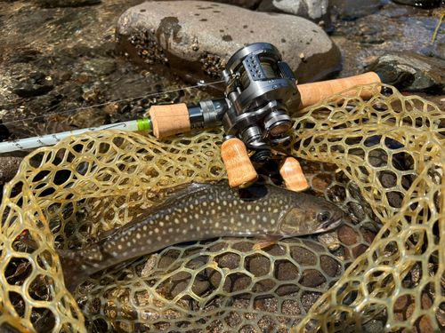 アメマスの釣果