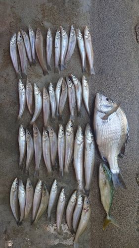 シロギスの釣果