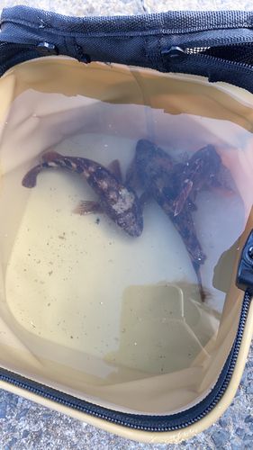 アラカブの釣果