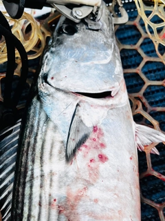 ハガツオの釣果