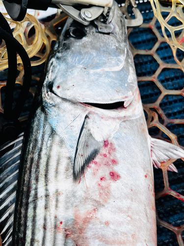 ハガツオの釣果