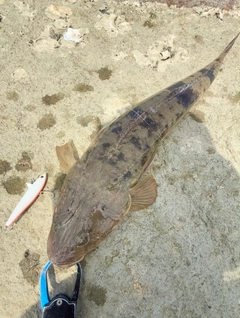 マゴチの釣果