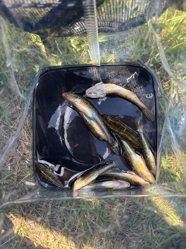 マハゼの釣果