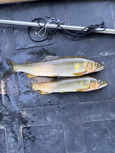 アユの釣果