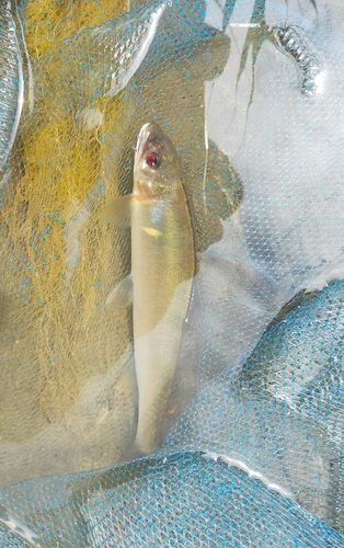 アユの釣果