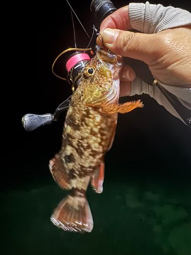 アラカブの釣果