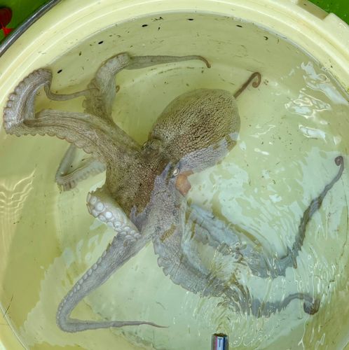 マダコの釣果