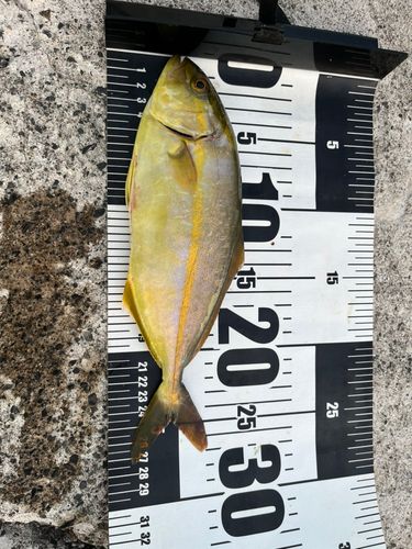シオの釣果