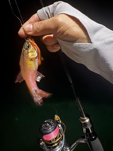 スズメダイの釣果