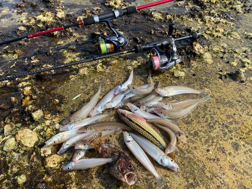 シロギスの釣果