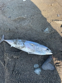 ソウダガツオの釣果