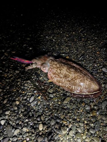 モンゴウイカの釣果