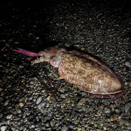 モンゴウイカ