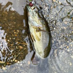 スモールマウスバス