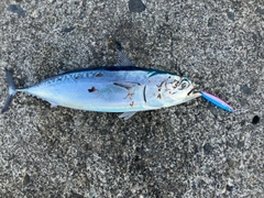 マルソウダの釣果