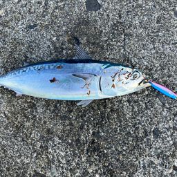 マルソウダ