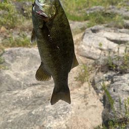 スモールマウスバス