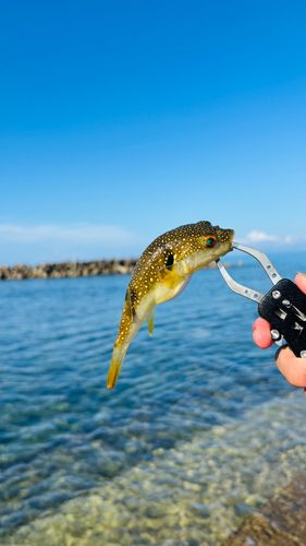 クサフグの釣果