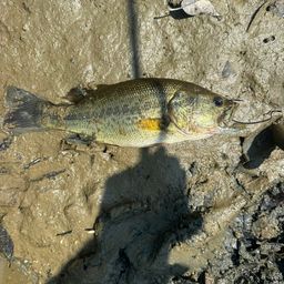 ラージマウスバス