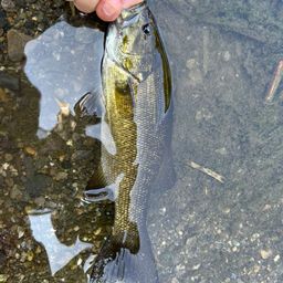 スモールマウスバス