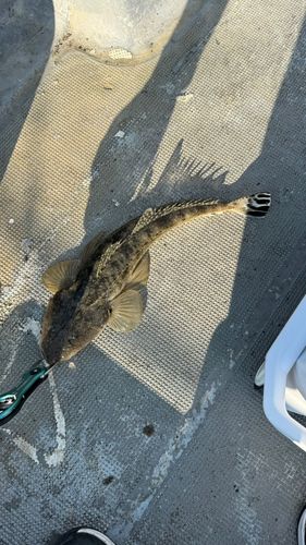 マゴチの釣果