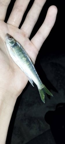 オイカワの釣果