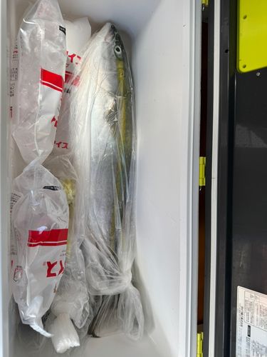 ワラサの釣果