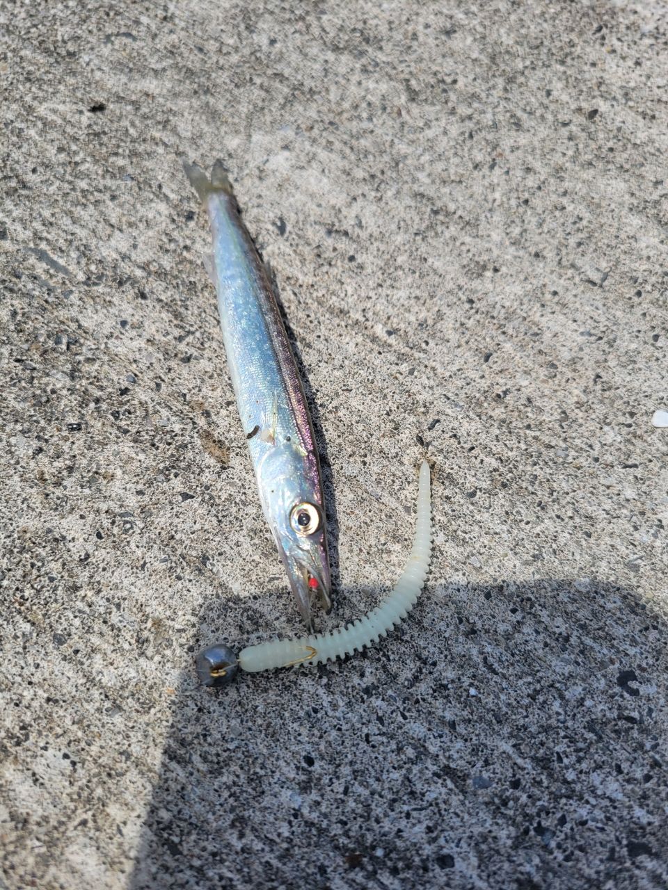 カマス