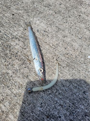 カマスの釣果