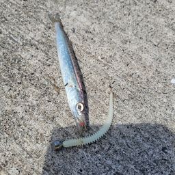 カマス