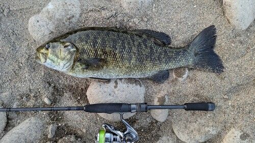 スモールマウスバスの釣果