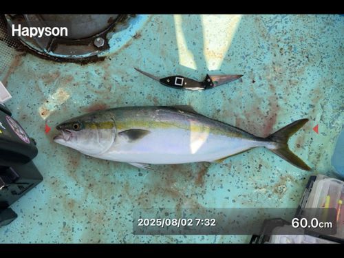 ハマチの釣果