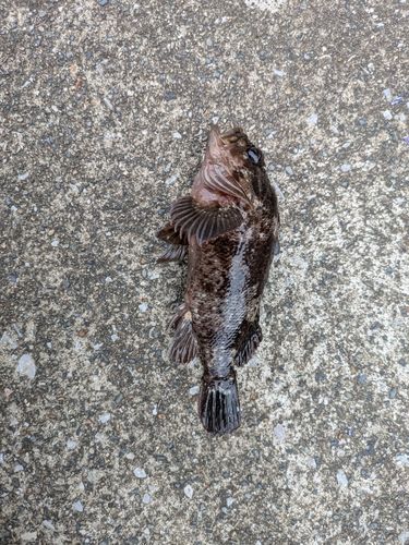 ムラソイの釣果