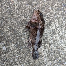 ムラソイ