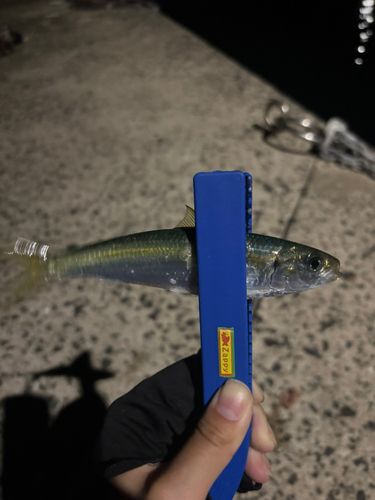 根獅子港