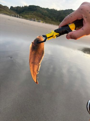 シタビラメの釣果