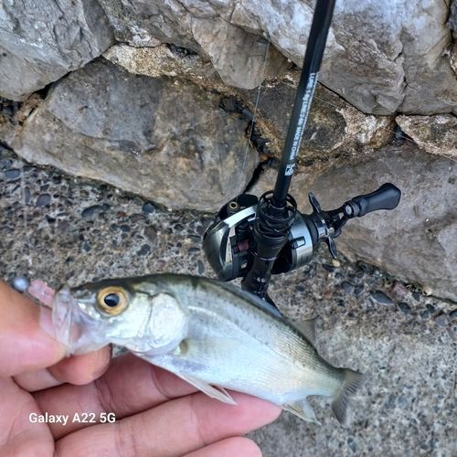 セイゴ（タイリクスズキ）の釣果