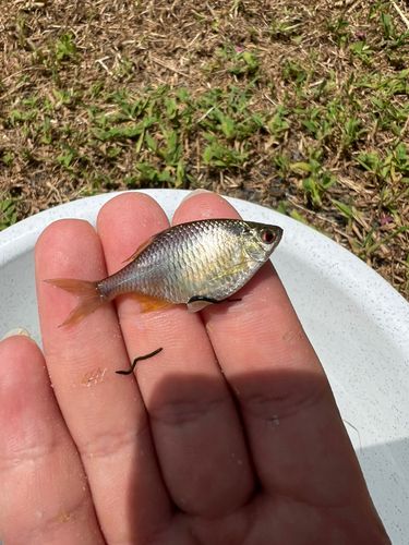 タイリクバラタナゴの釣果