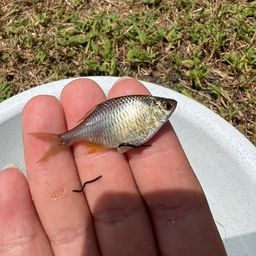 タイリクバラタナゴ