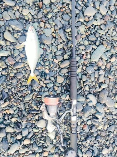 ワカシの釣果