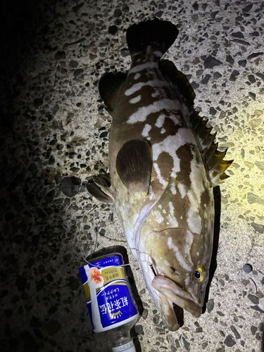 クエの釣果