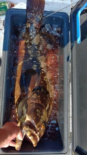 アラの釣果