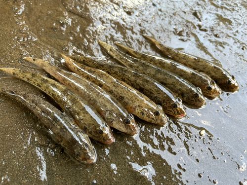 マハゼの釣果