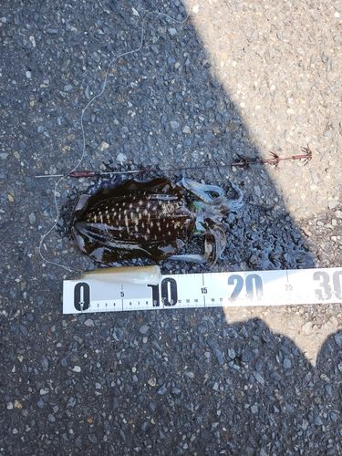 ミズイカの釣果