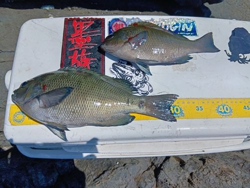 メジナの釣果