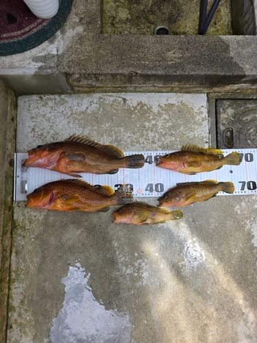キジハタの釣果