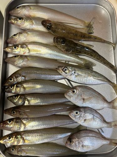 釣果