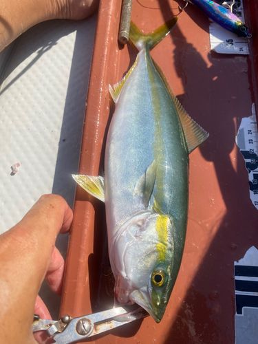 ネリゴの釣果