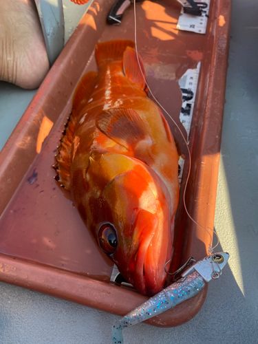 アカハタの釣果