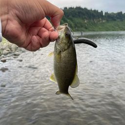 スモールマウスバス